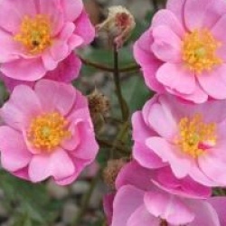 Rosa 'Lavander Dream �'