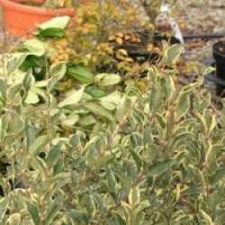 Ligustrum Ibota Musli � 'Muster' cov