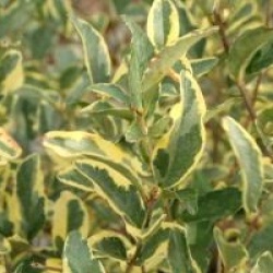 Ligustrum Ibota Musli � 'Muster' cov