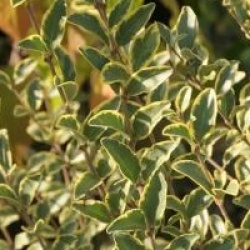 Ligustrum Ibota Musli � 'Muster' cov