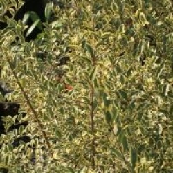 Ligustrum Ibota Musli � 'Muster' cov