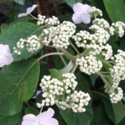 Hydrangea x Semiola � 'Inovalaur' cov  - Hortensia grimpant Semiola