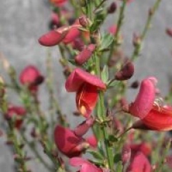 Cytisus 'Burkwoodii'