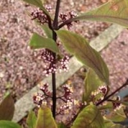 Callicarpa kwangtungensis
