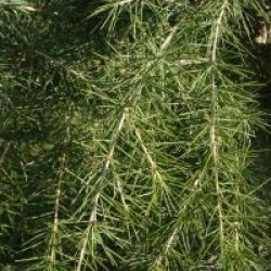 Cedrus deodora  - Cedrus deodora 