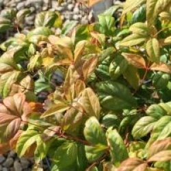 Nandina domestica 'Blush Pink' �