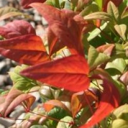 Nandina domestica 'Blush Pink' �