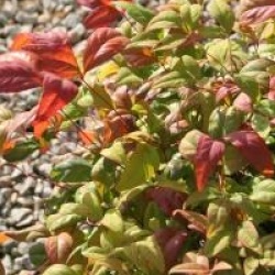 Nandina domestica 'Blush Pink' �