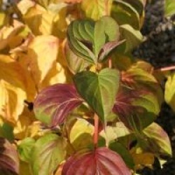 Cornus sanguinea 'Magic Flame' - Cornouiller sanguin Magic Flame