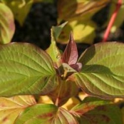 Cornus sanguinea 'Magic Flame'