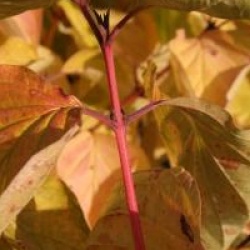 Cornus sanguinea 'Magic Flame'
