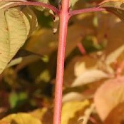 Cornus sanguinea 'Magic Flame'