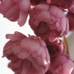 Prunus 'Kiku-Shidare-Zakura'