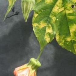Abutilon pictum 'Thompsonii'