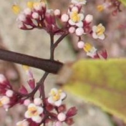 Callicarpa kwangtungensis