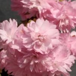 Prunus 'Kiku-Shidare-Zakura'