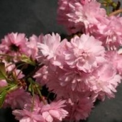Prunus 'Kiku-Shidare-Zakura'