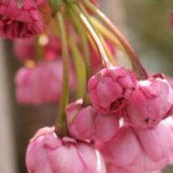 Prunus 'Kiku-Shidare-Zakura'