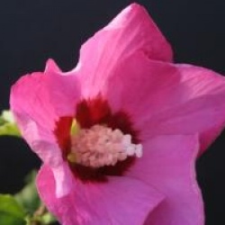 Hibiscus syriacus Pink Giant � 'Flogi' 
