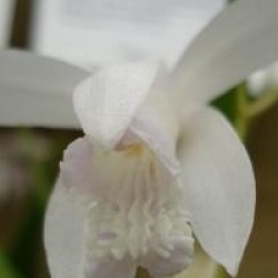 Bletilla striata 'Alba'