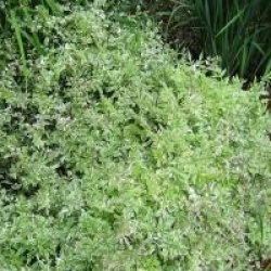 Oenanthe javanica 'Flamingo'