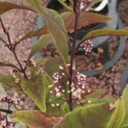 Callicarpa kwangtungensis