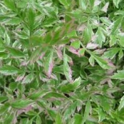 Oenanthe javanica 'Flamingo'