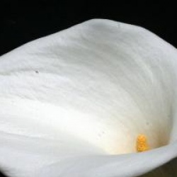 Zantedeschia aethiopica