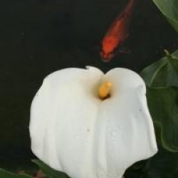 Zantedeschia aethiopica