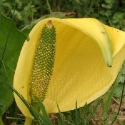 Lysichiton americanus