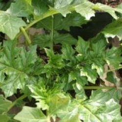 Acanthus mollis