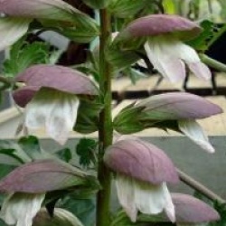 Acanthus mollis - Acanthe � fleurs blanches