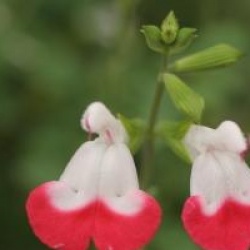 Sauge bicolore Hot Lips
