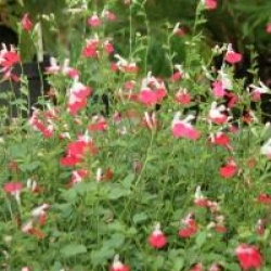 Salvia microphylla 'Hot Lips'