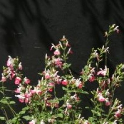 Salvia microphylla 'Hot Lips'