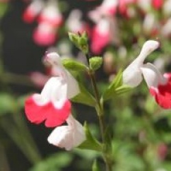 Salvia microphylla 'Hot Lips'