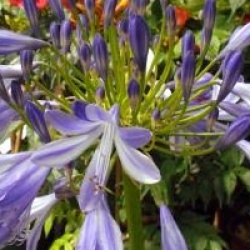 Agapanthe umbellatus