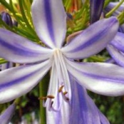 Agapanthus africanus