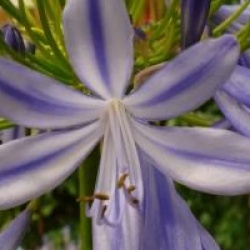 Agapanthus africanus