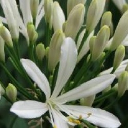 Agapanthus africanus 'Albus' - Agapanthe umbellatus blanche 