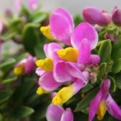 Polygala 'Purple passion'
