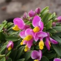 Polygala 'Purple passion'