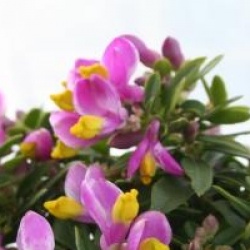 Polygala 'Purple passion'