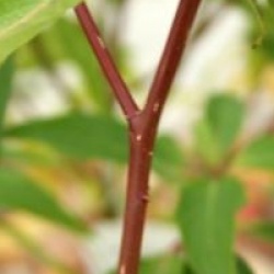 Cornouiller des pagodes fastigi�