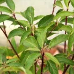 Cornus controversa 'Laska'