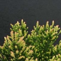 Bruy�re d'�t� Spring Torch