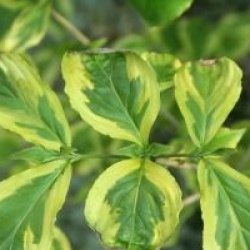 Cornus kousa 'Annelies'