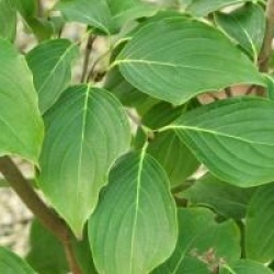 Cornus florida 'White Giant' 