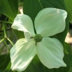 Cornus florida 'White Giant' 
