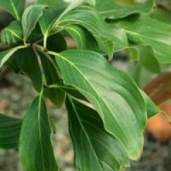 Cornus florida 'White Giant' 